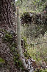 Cleistocactus parviflorus