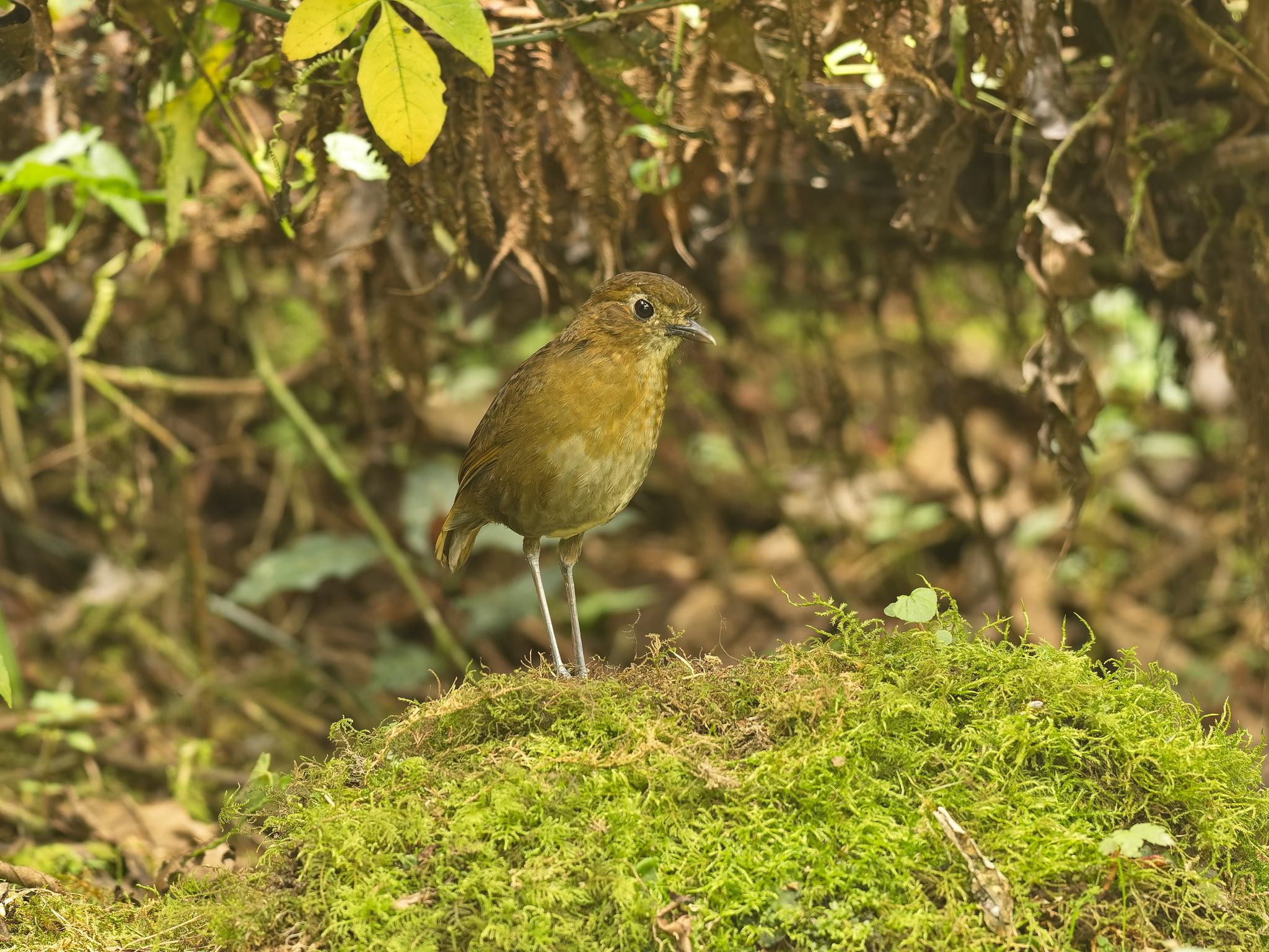Brown-banded Antpitta (Grallaria milleri), photo 1