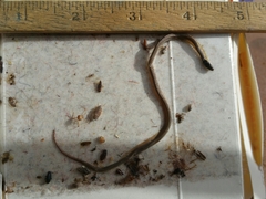 Tantilla hobartsmithi