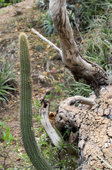 Cleistocactus parviflorus