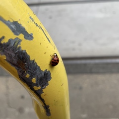 Harmonia axyridis