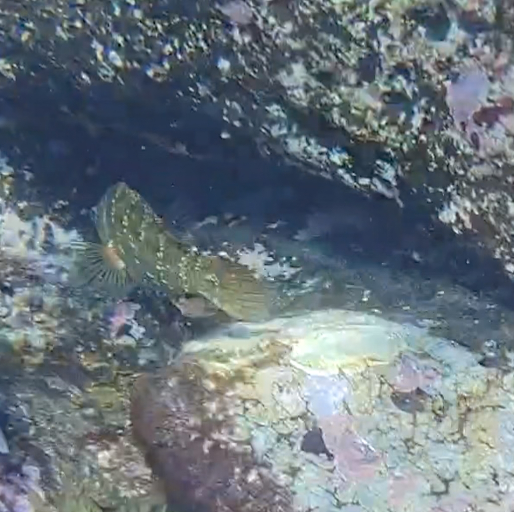 Emerald wrasse (Symphodus trutta) — Labridae