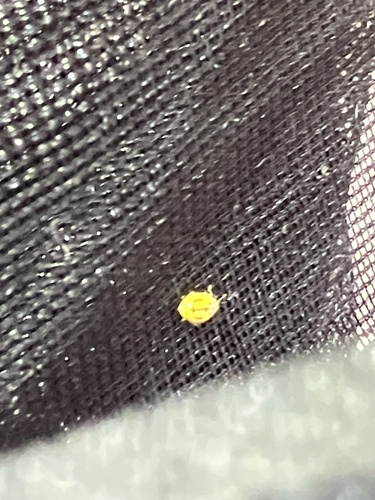 Psyllobora lineola