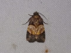 Hampsonodes orbica