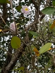 Tabebuia pallida