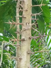 Xylosma martinicensis