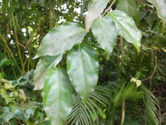 Xylosma martinicensis
