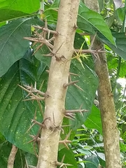 Xylosma martinicensis