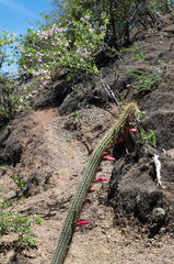 Cleistocactus parviflorus