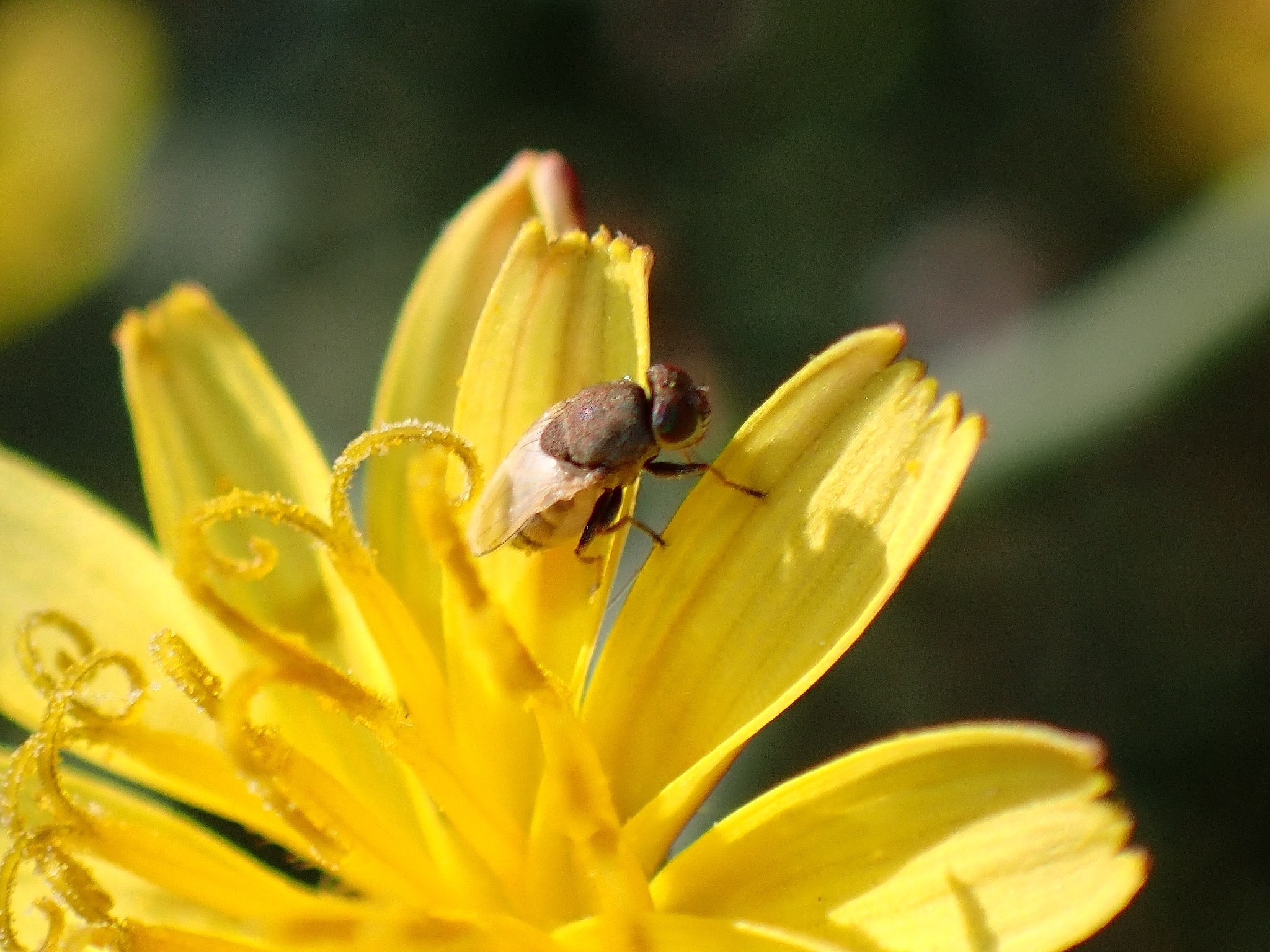 Hecamede albicans