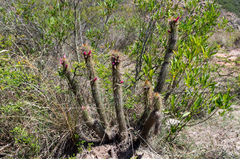 Cleistocactus parviflorus