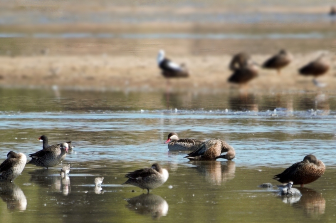 Red-billed Teal (Anas erythrorhyncha), photo 3