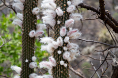 Cleistocactus parviflorus