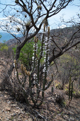Cleistocactus parviflorus