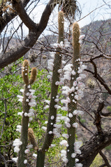 Cleistocactus parviflorus