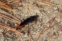 Protichneumon