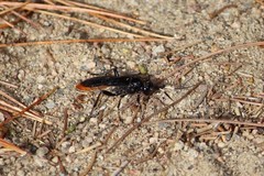 Protichneumon