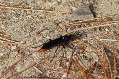 Protichneumon