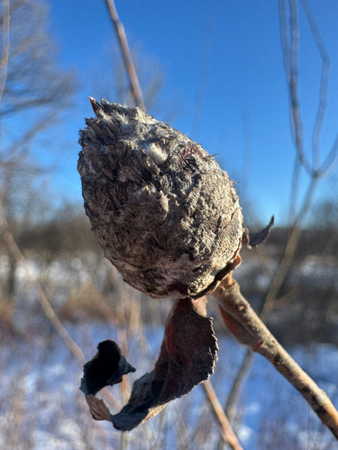Unknown species found near W Liberty Rd, Ann Arbor, MI, US