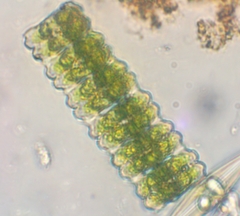 Desmidium aptogonum
