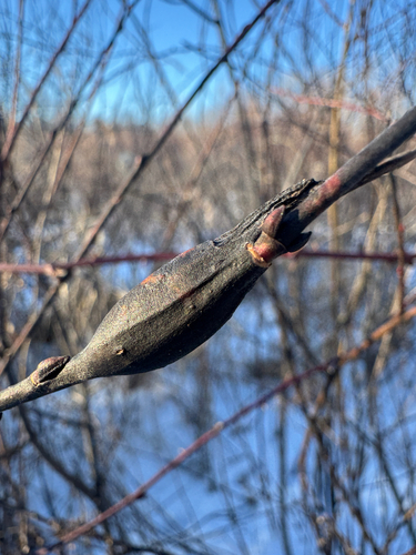 Unknown species found near W Liberty Rd, Ann Arbor, MI, US
