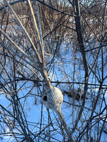 Unknown species found near W Liberty Rd, Ann Arbor, MI, US
