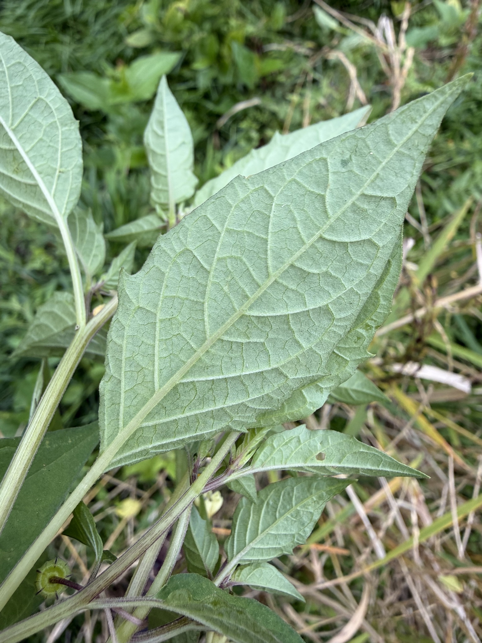 Physalis angulata (Physalis angulata)