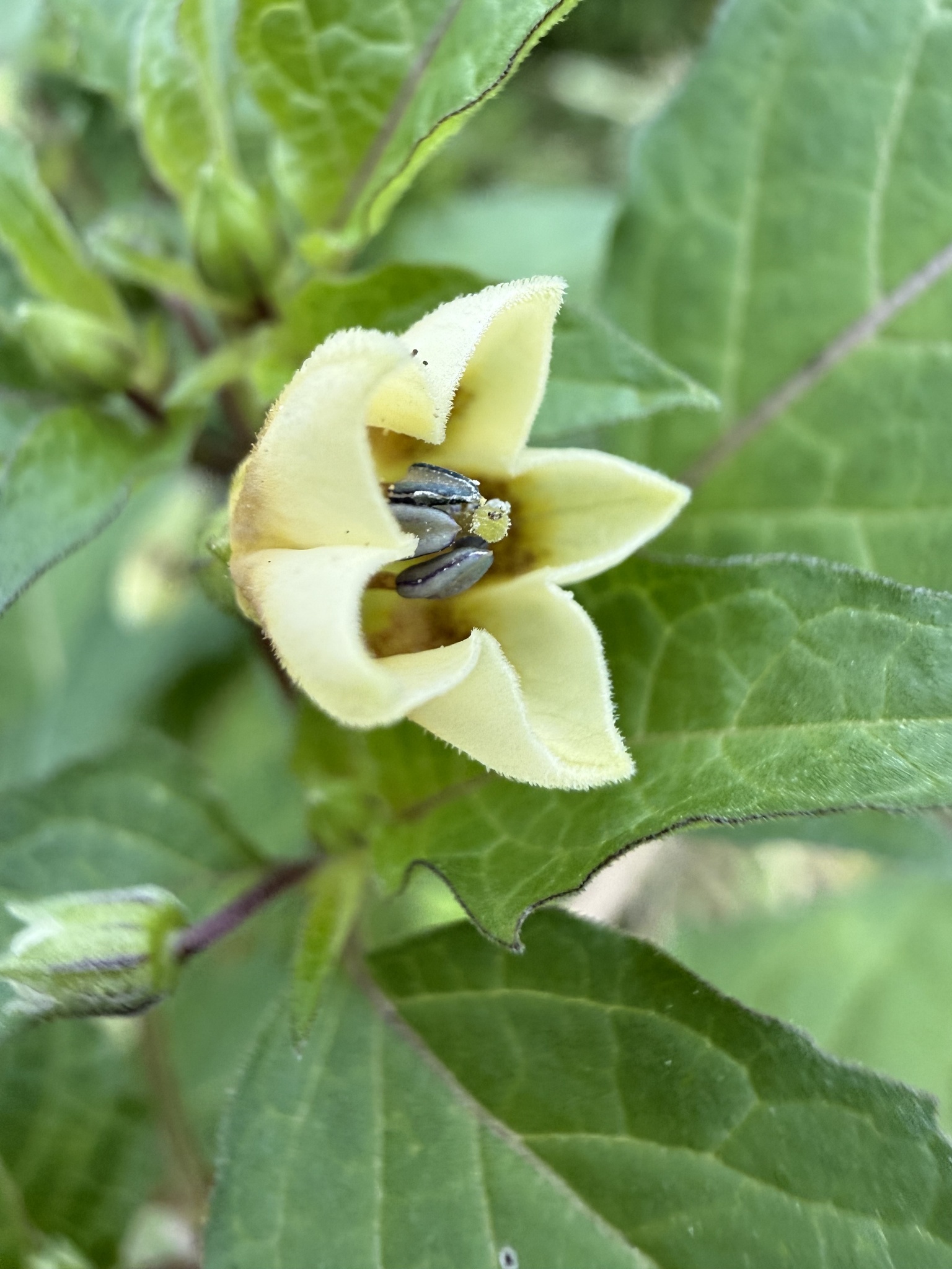 Physalis angulata — ảnh 2
