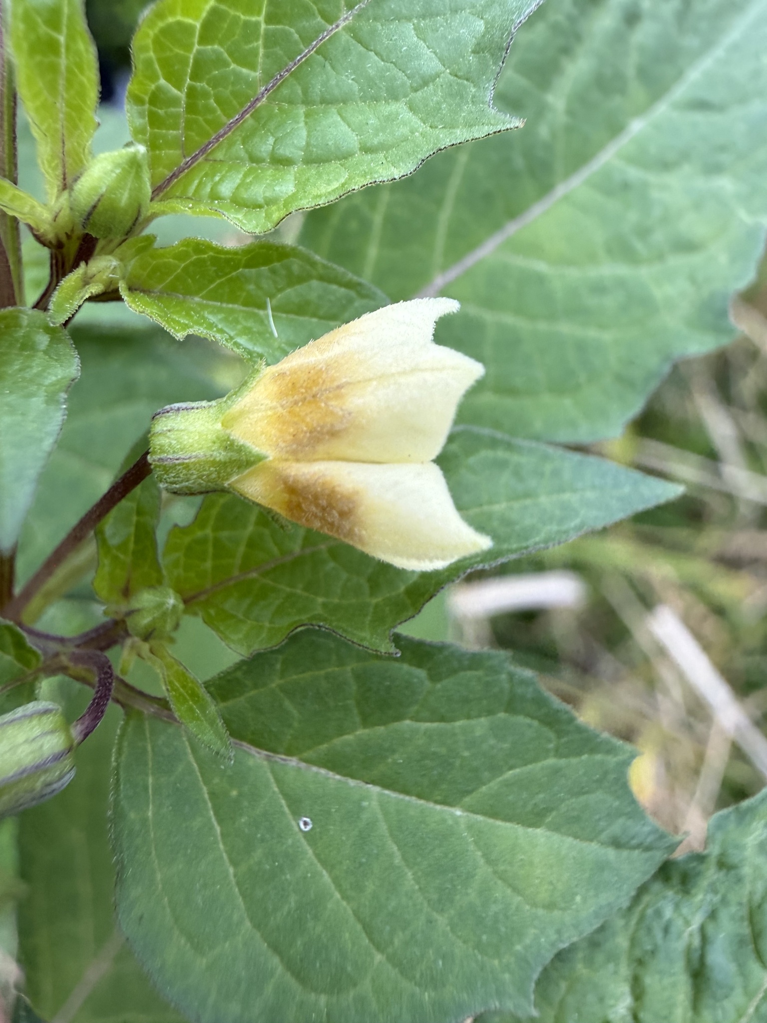 Physalis angulata — ảnh 3