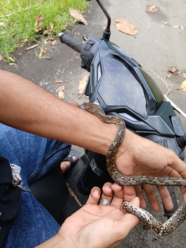Malayopython reticulatus