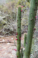 Cleistocactus parviflorus