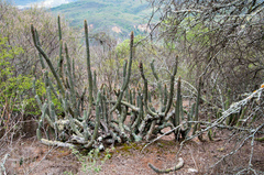 Cleistocactus parviflorus