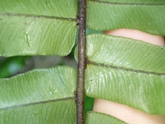 Cyclopeltis semicordata, photograph (c) Kurt Miller, some rights reserved (CC BY-SA)