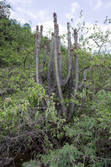 Cleistocactus parviflorus