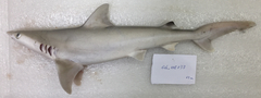 Carcharhinus dussumieri