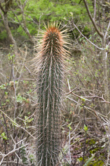 Cleistocactus parviflorus