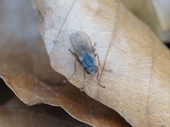 Lispocephala brachialis