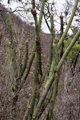 Cleistocactus parviflorus