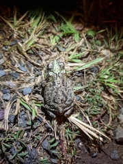Rhinella bergi