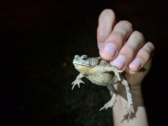 Rhinella bergi