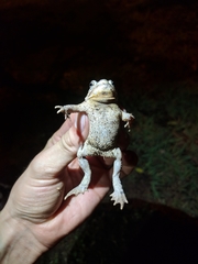 Rhinella bergi
