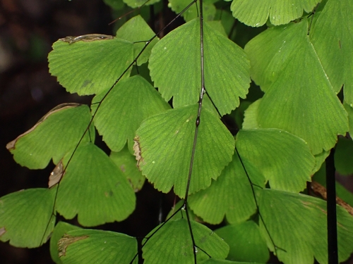 Fragile maidenhair (Adiantum fragile)