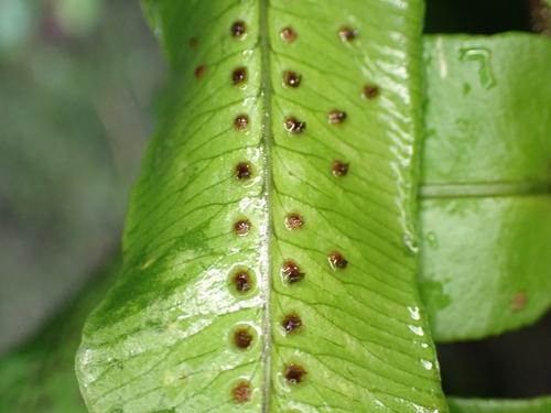 Cyclopeltis semicordata, photograph 4