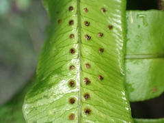Cyclopeltis semicordata, photograph (c) Kurt Miller, some rights reserved (CC BY-SA)
