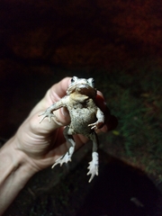 Rhinella bergi