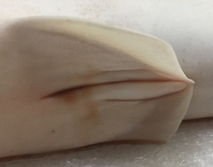 Carcharhinus dussumieri