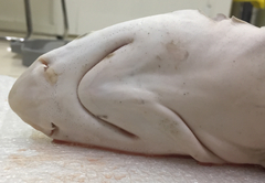 Carcharhinus dussumieri