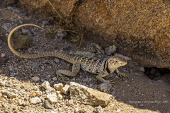 Crotaphytus