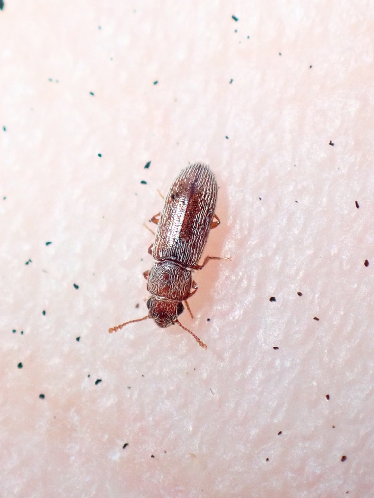 Leucohimatium arundinaceum