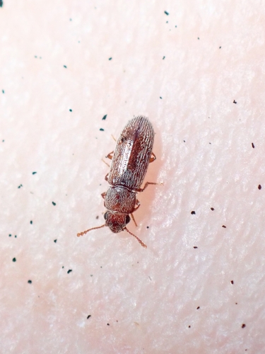 Leucohimatium arundinaceum